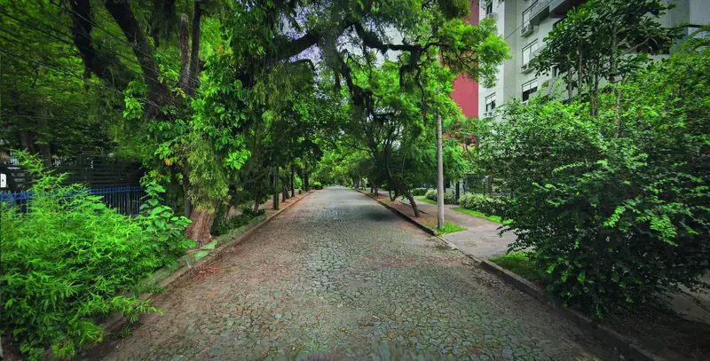 Rua com túnel verde de jacarandás